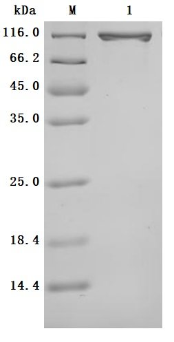 Recombinant Human Serotransferrin (TF) (Active), Homo sapiens (Human), Mammalian cell, C-terminal hFc1-tagged, 104.1kDa, purity >95% as determined by SDS-PAGE.