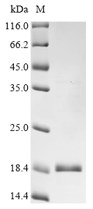 Recombinant Human TGF-beta receptor type-1 (TGFBR1), partial