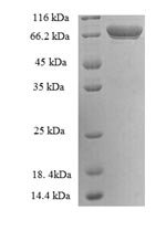 Recombinant Human Protein-glutamine gamma-glutamyltransferase 2 (TGM2), partial, Homo sapiens (Human), E.coli, N-terminal 6xHis-SUMO-tagged, 76.9kDa, purity >90% as determined by SDS-PAGE.