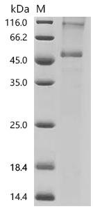 Recombinant Human Orexin/Hypocretin receptor type 1 (HCRTR1) Protein, Homo sapiens (Human), in vitro E.coli expression system, N-terminal 10xHis-tagged and C-terminal Twin-Strep-tagged, 52.1kDa, purity >85% as determined by SDS-PAGE.
