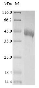 Recombinant Human Tomoregulin-1 (TMEFF1), partial