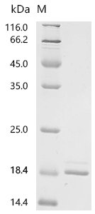 Recombinant Human Tumor necrosis factor (TNF), partial