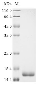 Recombinant Human Tumor necrosis factor (TNF), partial, Homo sapiens (Human), Yeast, C-terminal 6xHis-tagged, 18.7kDa, purity >90% as determined by SDS-PAGE.