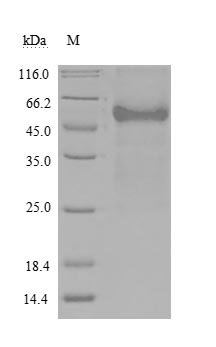 Recombinant Human Tumor necrosis factor receptor superfamily member 14 (TNFRSF14), partial (Active), Homo sapiens (Human), Mammalian cell, C-terminal hFc1-tagged, 48.5kDa, purity >90% as determined by SDS-PAGE.