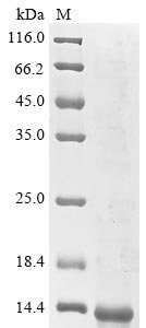 Recombinant Human Tumor necrosis factor receptor superfamily member 17 (TNFRSF17), partial, Homo sapiens (Human), E.coli, N-terminal 10xHis-tagged and C-terminal Myc-tagged, 10.9kDa, purity >90% as determined by SDS-PAGE.