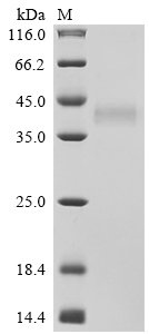 Recombinant Human Tumor necrosis factor receptor superfamily member 17 (TNFRSF17), partial, Biotinylated, Homo sapiens (Human), Mammalian cell, C-terminal mFc-Avi-tagged, 34.9kDa, purity >90% as determined by SDS-PAGE.