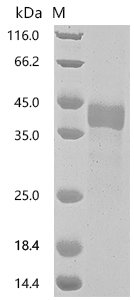 Recombinant Human Tumor necrosis factor receptor superfamily member 17 (TNFRSF17), partial (Active), Homo sapiens (Human), Mammalian cell, C-terminal mFc-tagged, 35.2kDa, purity >95% as determined by SDS-PAGE.