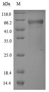 Recombinant Human Tumor necrosis factor receptor superfamily member 1A (TNFRSF1A), partial (Active), Homo sapiens (Human), Mammalian cell, C-terminal hFc1-tagged, 50.1kDa, purity >90% as determined by SDS-PAGE.