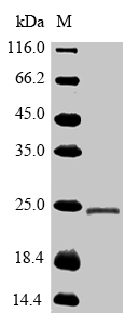 Recombinant Human Tumor necrosis factor receptor superfamily member 1A (TNFRSF1A), partial