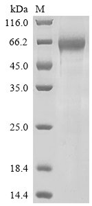 Recombinant Human Tumor necrosis factor receptor superfamily member 4 (TNFRSF4), partial, Homo sapiens (Human), Mammalian cell, C-terminal hFc1-Myc-tagged, 49.3kDa, purity >90% as determined by SDS-PAGE.