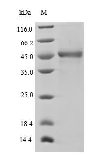 Recombinant Human Tumor necrosis factor ligand superfamily member 13B (TNFSF13B), partial (Active)