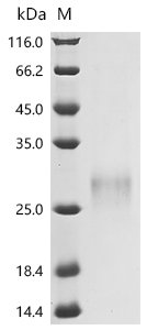 Recombinant Human Tumor necrosis factor ligand superfamily member 4 (TNFSF4), partial, Homo sapiens (Human), Mammalian cell, N-terminal 6xHis-tagged, 17.6kDa, purity >85% as determined by SDS-PAGE.