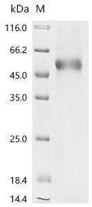 Recombinant Human Tumor necrosis factor ligand superfamily member 4 (TNFSF4), partial, Biotinylated, Homo sapiens (Human), Mammalian cell, N-terminal hFc-Avi-tagged, 44.6kDa, purity >85% as determined by SDS-PAGE.