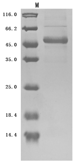 Recombinant Human Tumor necrosis factor ligand superfamily member 9 (TNFSF9), partial (Active), Homo sapiens (Human), Mammalian cell, N-terminal hFc-Myc-tagged, 48.0kDa, purity >90% as determined by SDS-PAGE.