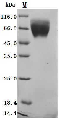 Recombinant Human Trophoblast glycoprotein (TPBG), partial (Active), Homo sapiens (Human), Mammalian cell, N-terminal 10xHis-tagged, 38.9kDa, purity >95% as determined by SDS-PAGE.