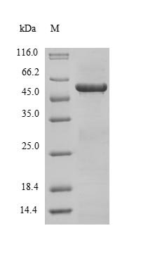 Recombinant Human Tropomyosin alpha-3 chain (TPM3), Homo sapiens (Human), E.coli, N-terminal GST-tagged, 59.8kDa, purity >85% as determined by SDS-PAGE.
