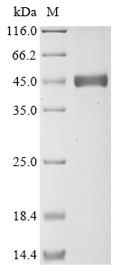Recombinant Human Transformer-2 protein homolog beta (TRA2B)