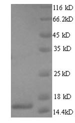 Recombinant Human T cell receptor alpha chain constant (TRAC), Homo sapiens (Human), Yeast, N-terminal 6xHis-tagged, 17.9kDa, purity >90% as determined by SDS-PAGE.