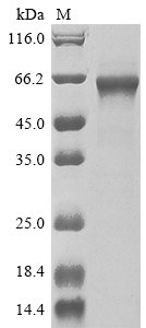 Recombinant Human TNF receptor-associated factor 3 (TRAF3)