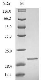 Recombinant Human Triggering receptor expressed on myeloid cells 2 (TREM2), partial, Homo sapiens (Human), E.coli, N-terminal 6xHis-tagged, 21.4kDa, purity >90% as determined by SDS-PAGE.
