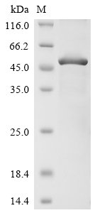 Recombinant Human Triggering receptor expressed on myeloid cells 2 (TREM2), partial, Homo sapiens (Human), E.coli, N-terminal 10xHis-GST-tagged and C-terminal Myc-tagged, 52.6kDa, purity >85% as determined by SDS-PAGE.