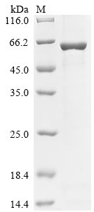 Recombinant Human E3 ubiquitin-protein ligase TRIM7 (TRIM7), Homo sapiens (Human), E.coli, N-terminal 10xHis-tagged and C-terminal Myc-tagged, 64.1kDa, purity >85% as determined by SDS-PAGE.