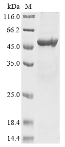 Recombinant Human Pachytene checkpoint protein 2 homolog (TRIP13), Homo sapiens (Human), E.coli, N-terminal 10xHis-tagged, 54.6kDa, purity >85% as determined by SDS-PAGE.