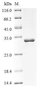 Recombinant Human tRNA (adenine (58)-N (1))-methyltransferase catalytic subunit TRMT61A (TRMT61A), Homo sapiens (Human), E.coli, N-terminal 6xHis-tagged, 35.5kDa, purity >95% as determined by SDS-PAGE.