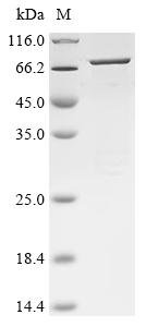 Recombinant Human Transient receptor potential cation channel subfamily M member 1 (TRPM1), partial