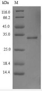 Recombinant Human Thymic stromal lymphopoietin (TSLP)