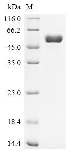 Recombinant Human Thymic stromal lymphopoietin (TSLP) (R127A,R130A), Homo sapiens (Human), Mammalian cell, C-terminal mFc-tagged, 44.1kDa, purity >95% as determined by SDS-PAGE.