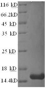 Recombinant Human Tetraspanin-7 (TSPAN7), partial