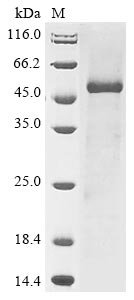 Recombinant Human Tubulin beta chain (TUBB), Homo sapiens (Human), E.coli, C-terminal 6xHis-tagged, 50.6kDa, purity >85% as determined by SDS-PAGE.