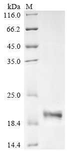 Recombinant Human Urocortin-2 (UCN2), partial, Homo sapiens (Human), E.coli, N-terminal 6xHis-SUMO-tagged, 17.4kDa, purity >90% as determined by SDS-PAGE.