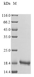 Recombinant Human V-set and transmembrane domain-containing protein 5 (VSTM5), partial, Homo sapiens (Human), E.coli, N-terminal 10xHis-tagged, 19.3kDa, purity >90% as determined by SDS-PAGE.