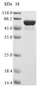 Recombinant Human Zinc finger and BTB domain-containing protein 32 (ZBTB32)