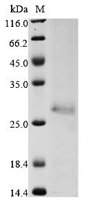 Recombinant Human E3 ubiquitin-protein ligase ZNRF3 (ZNRF3), partial