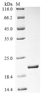 Recombinant African swine fever virus Uncharacterized protein K145R