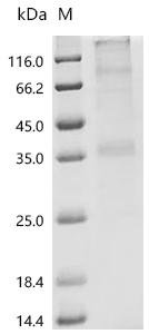 Recombinant Human Proto-oncogene Mas (MAS1) Protein, Homo sapiens (Human), in vitro E.coli expression system, C-terminal Twin-Strep-tagged, 40.5kDa, purity >90% as determined by SDS-PAGE.