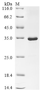 Recombinant Escherichia phage T7 T7 RNA polymerase (1), partial, Escherichia phage T7 (Bacteriophage T7), E.coli, N-terminal 10xHis-tagged and C-terminal Myc-tagged, 34.6kDa, purity >90% as determined by SDS-PAGE.