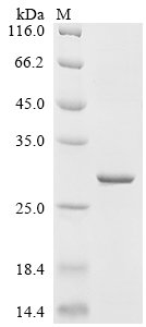 Recombinant Escherichia phage T7 T7 RNA polymerase (1), partial, Escherichia phage T7 (Bacteriophage T7), E.coli, N-terminal 6xHis-KSI-tagged, 26.5kDa, purity >85% as determined by SDS-PAGE.