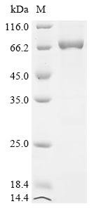 Recombinant Bacillus phage phi29 DNA polymerase (2), Bacillus phage phi29 (Bacteriophage phi-29), E.coli, N-terminal 10xHis-tagged and C-terminal Myc-tagged, 74.2kDa, purity >90% as determined by SDS-PAGE.