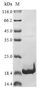 Recombinant Human coronavirus HKU1 Non-structural protein 4 (4)