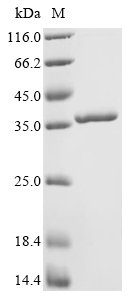 Recombinant Enterobacteria phage T4 Single-stranded DNA-binding protein (32)