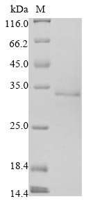 Recombinant Human coronavirus OC43 Non-structural protein 2a (2a)