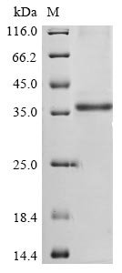 Recombinant Bovine coronavirus Non-structural protein 2a (2a)