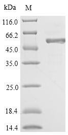 Recombinant Hypocrea rufa Endo-beta-1,6-galactanase (6GAL)