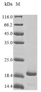 Recombinant Vaccinia virus 14 kDa fusion protein (A27L)