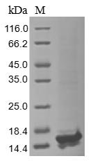 Recombinant Variola virus 14 kDa fusion protein (A27L), Variola virus (isolate Human/India/Ind3/1967) (VARV) (Smallpox virus), Baculovirus, N-terminal 10xHis-tagged, 15.0kDa, purity >85% as determined by SDS-PAGE.