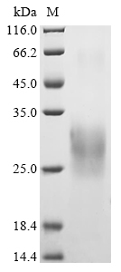 Recombinant Variola virus A27L protein (A27L)